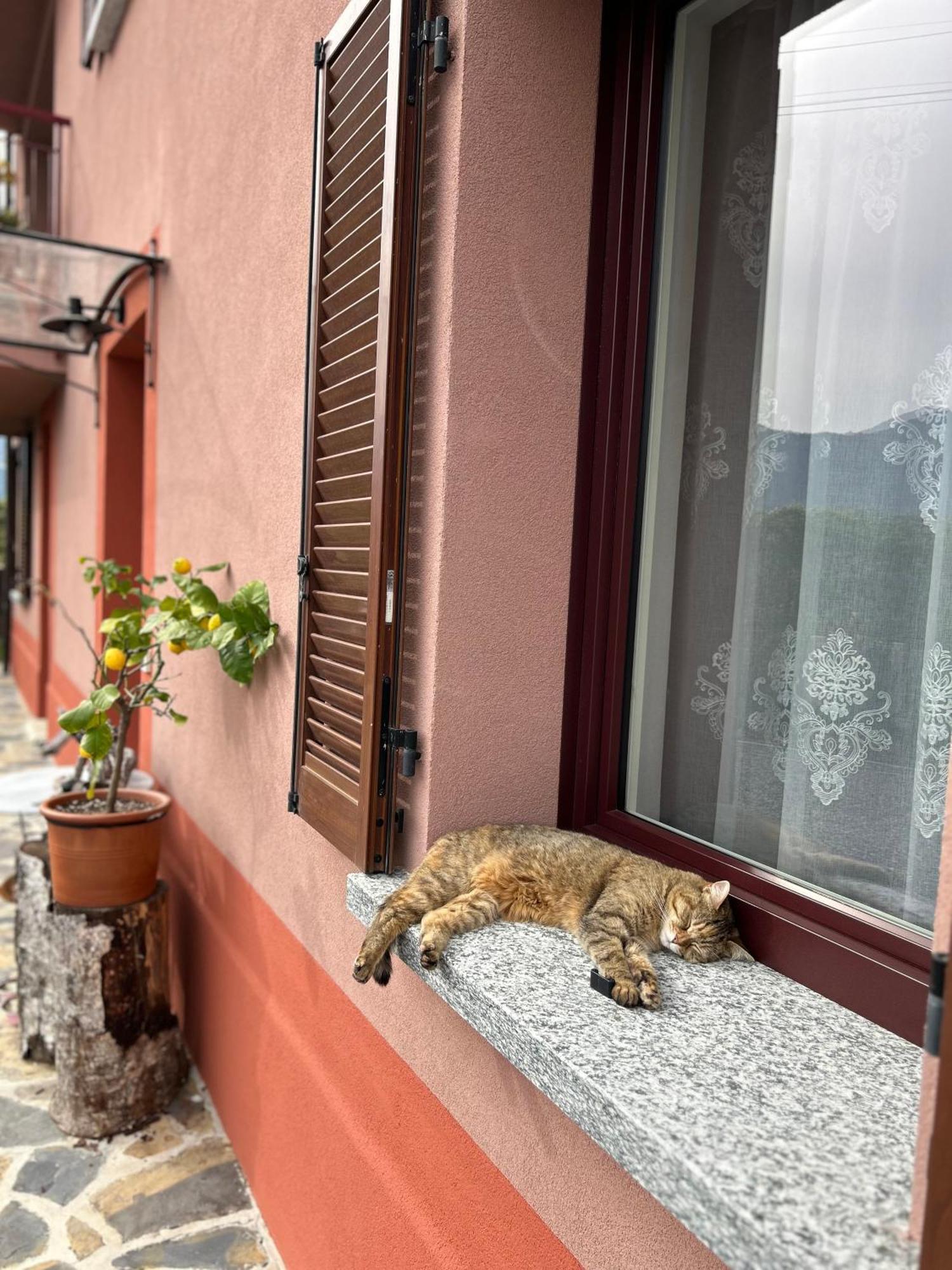 Il Mallo Verde - Lake Como B&B Mandello del Lario Εξωτερικό φωτογραφία